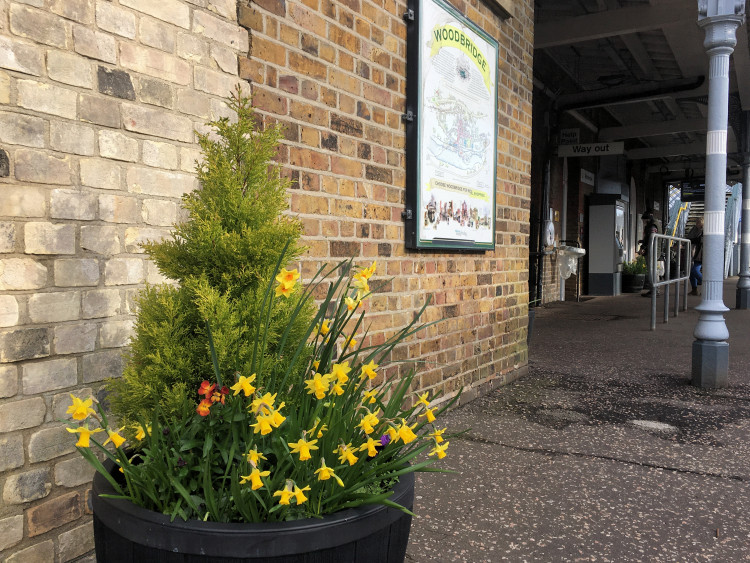 Woodbridge Station Daffodils 4 March 2020