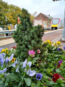 Flower tub at Saxmundham Station 30 October 2020