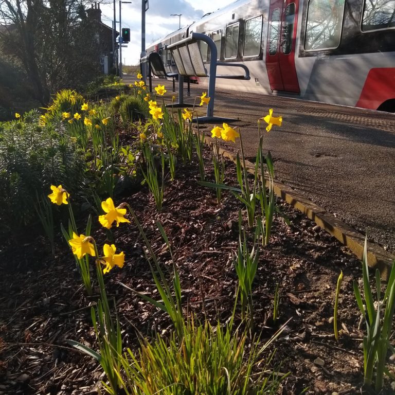Westerfield Daffodils
