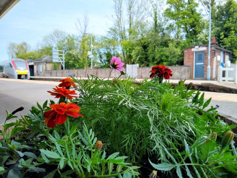 Flowers at Darsham station 28 May 2021