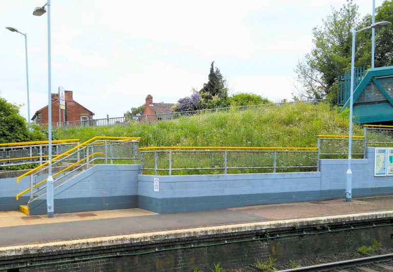 Derby Road wildflowers June 2021