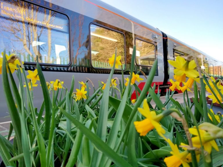 Daffodils at Brampton station 17 March 2022