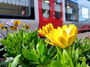Flowers at Melton station 20 June 2022