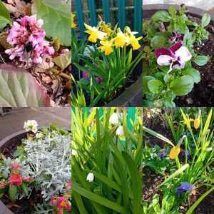 Late Winter Flowers - March 2024