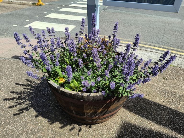 Felixstowe Flowers May 2024