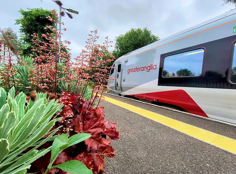 Wickham Market Flowers July 2024