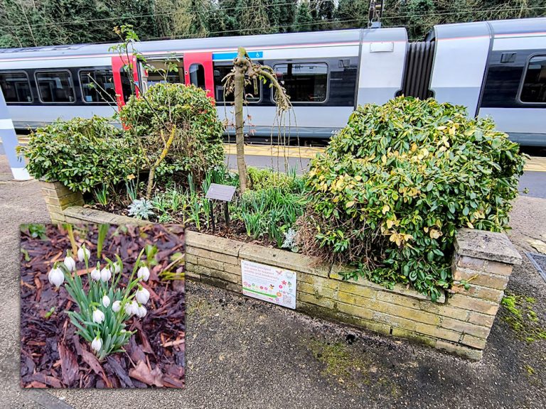 Ipswich station flowers - February 2025