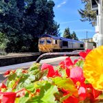 The flowers at Trimley station 25 September 2025