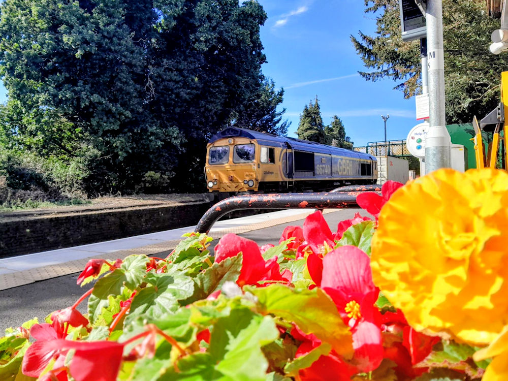 The flowers at Trimley station 25 September 2025