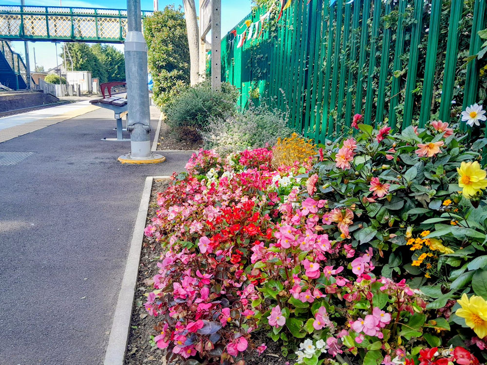 The flowers at Trimley station 25 September 2025