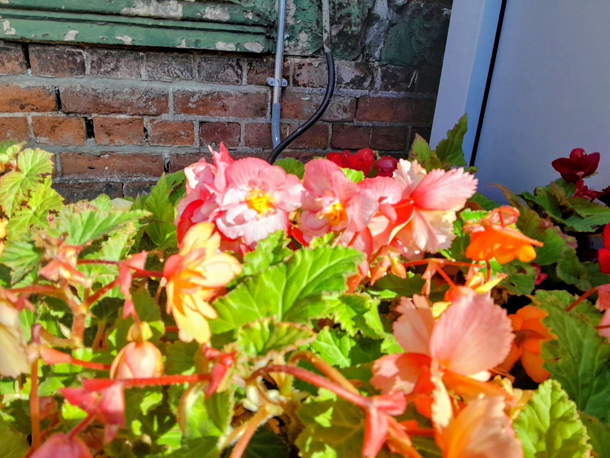 The flowers at Trimley station 25 September 2025