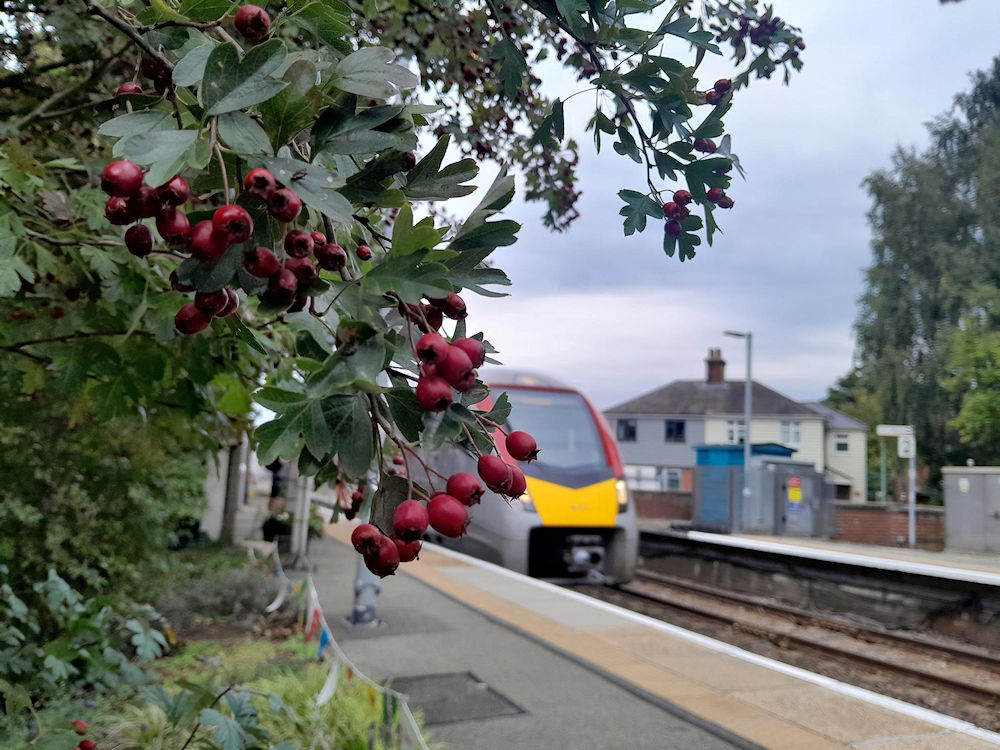 The flora at Westerfield station includes lovely Hawthorn as photographed 26 September 2025