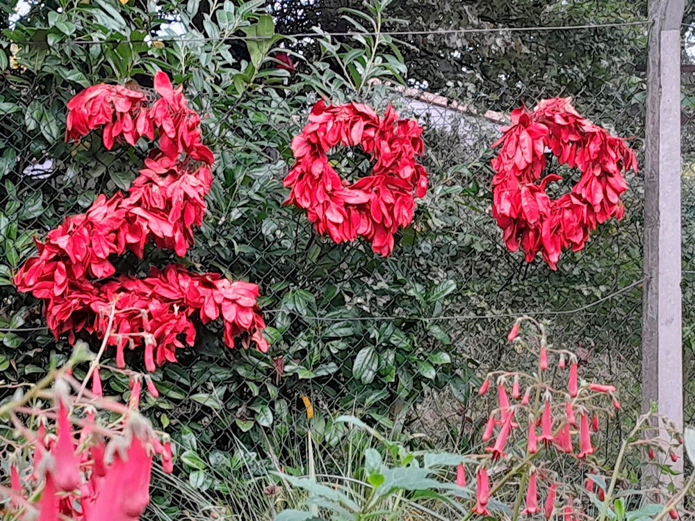 The floral displays at Westerfield station 26 September 2025