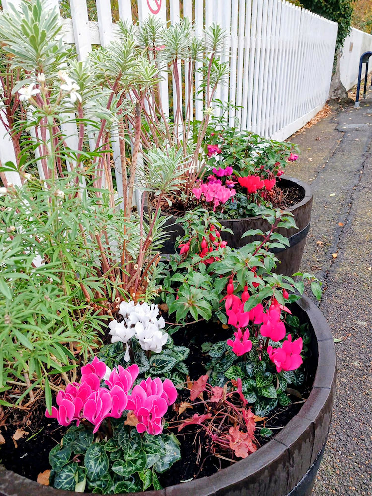 Wickham Market station flowers -November 2025