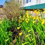 Daffodils at Lowestoft 2026