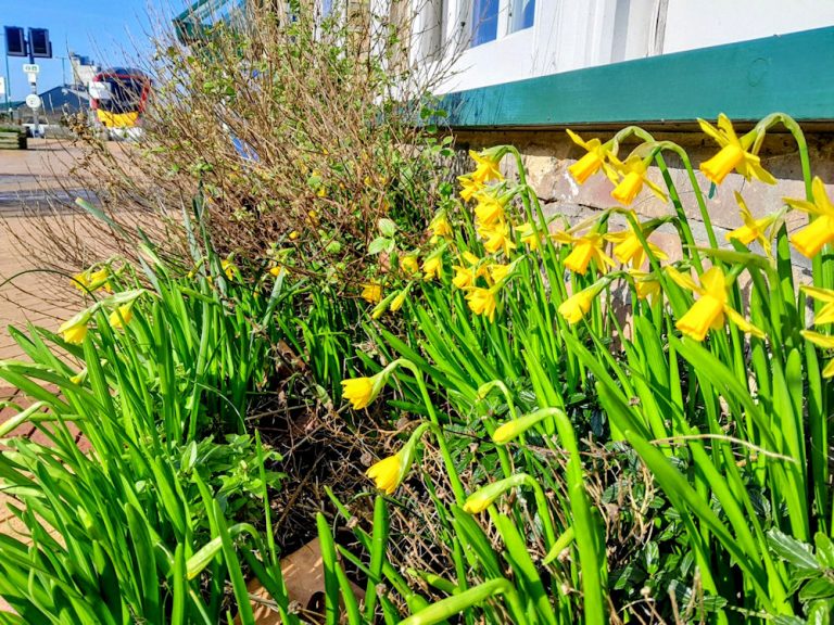Daffodils at Lowestoft 2026