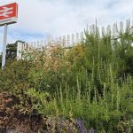 Halesworth station - August 2026
