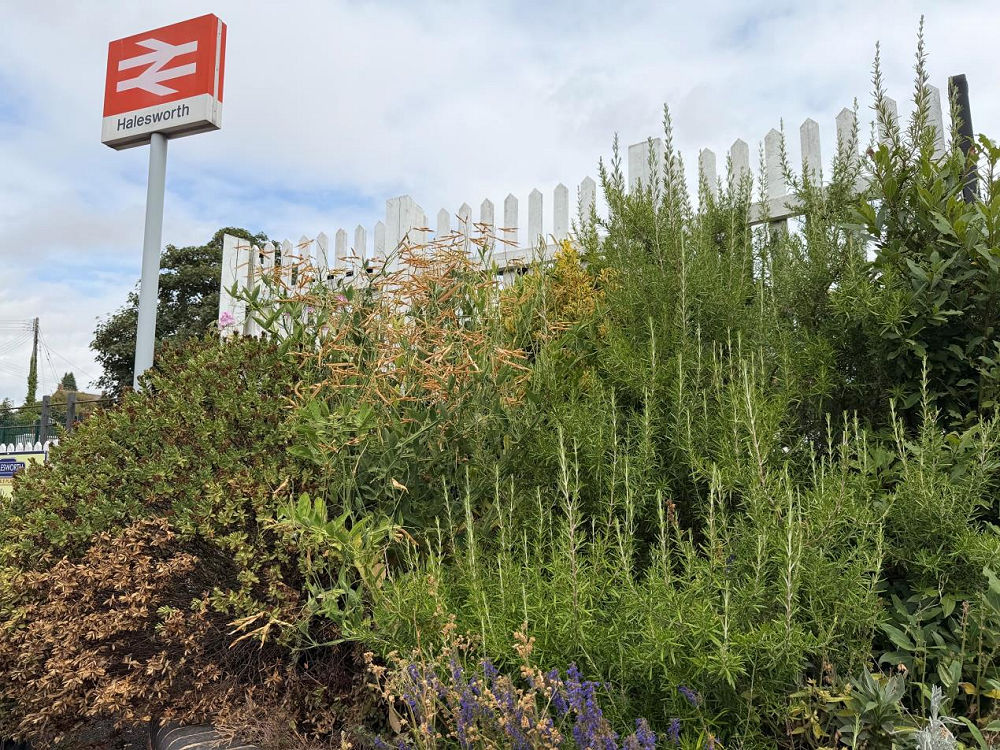 Halesworth station - August 2026